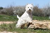 WESTIE 187